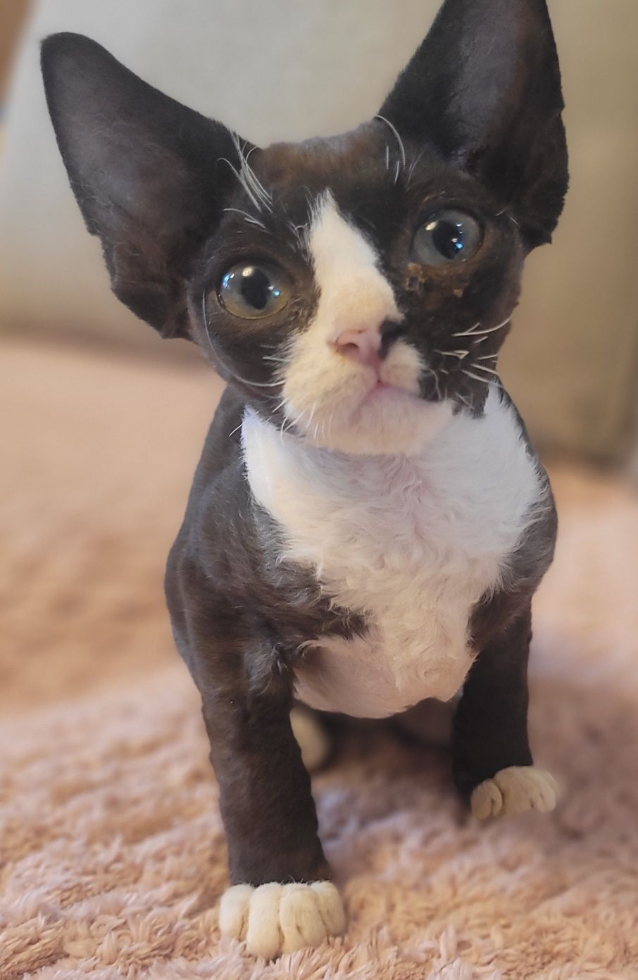 Devon rex cudny kocurek