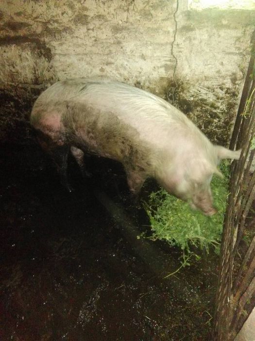 Продам свині вислобрюхі вагою