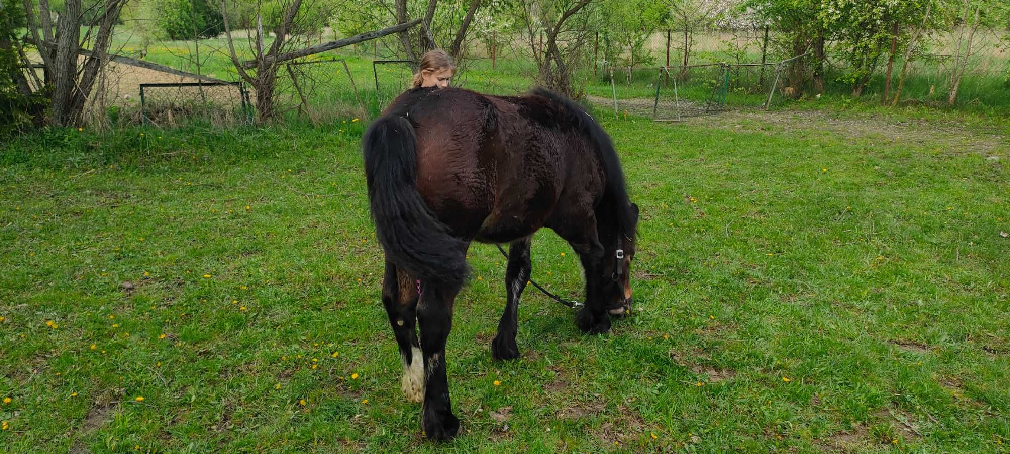 Źrebka pkz 7 miesięcy, sokólska, źrebak, zimnokrwista