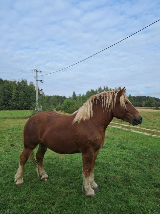 Klacz zimnokrwista