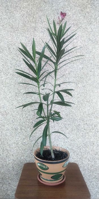 Продам Олеандр вишневого цвета