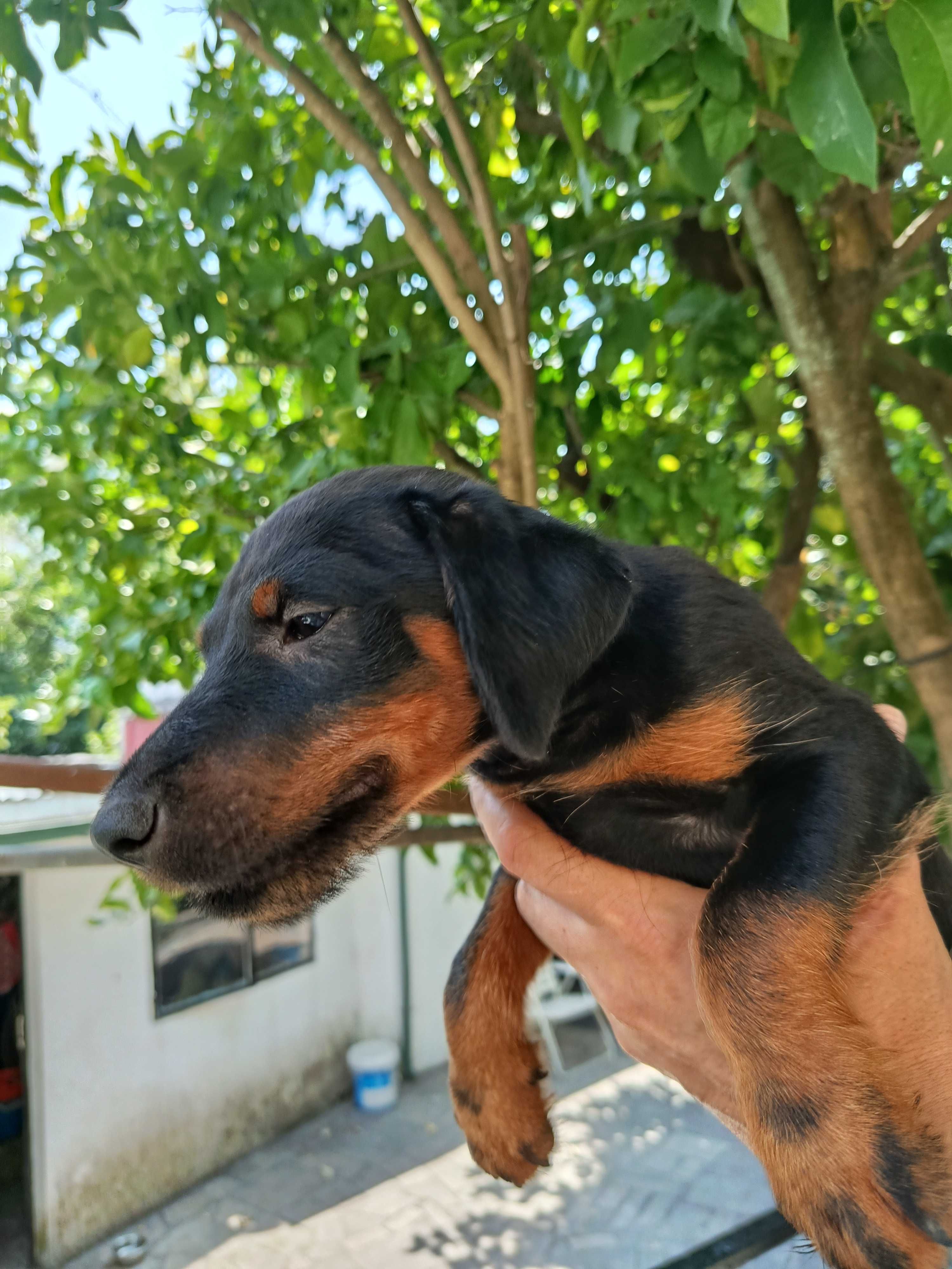Cachorro Jagd Terrier