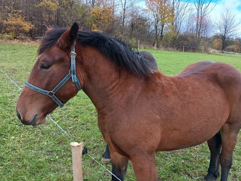 Sprzedam lub zamienię klacz na bydło