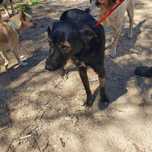 Missy- cachorra de porte médio muito calma para adoção