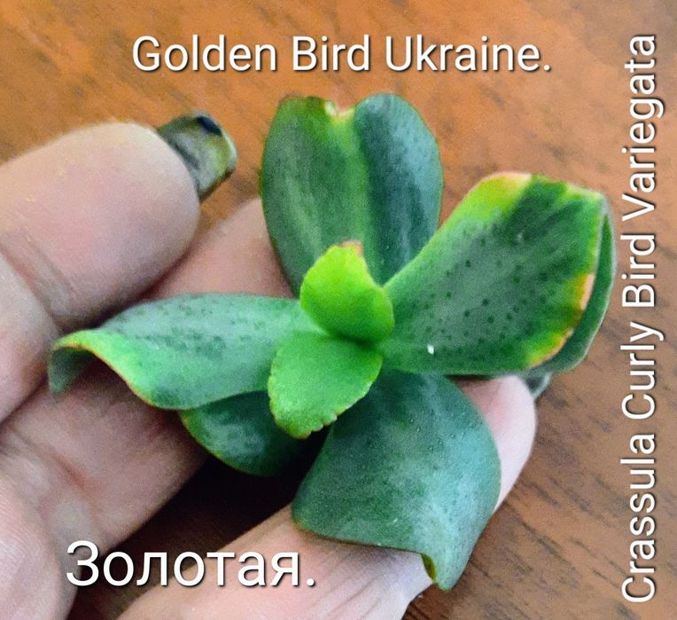 АКЦИЯ! Редкие, вариегатные крассулы толстянки денежные деревья, суккул