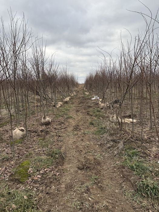 Lipa drobnolistna obwód 14-16cm