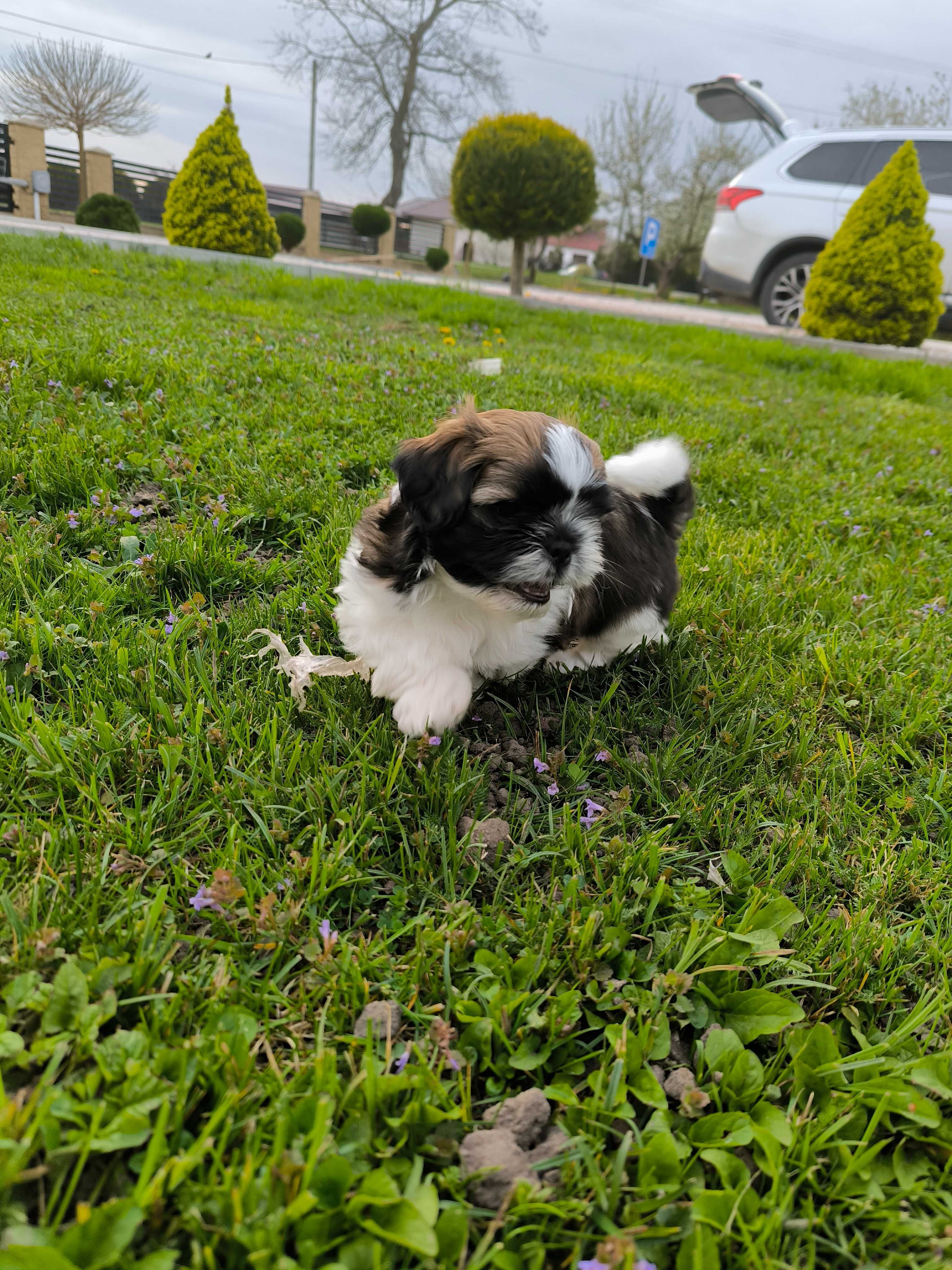 Piesek shih tzu. Piękny miot