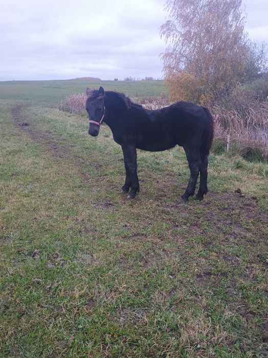 Sprzedam konie zimnokrwiste  .