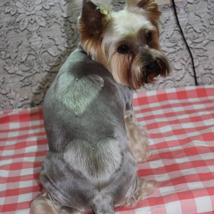 Стрижка  Йорків Грумінг Йорків та інших собачок до 4 кгДоступні ціни!