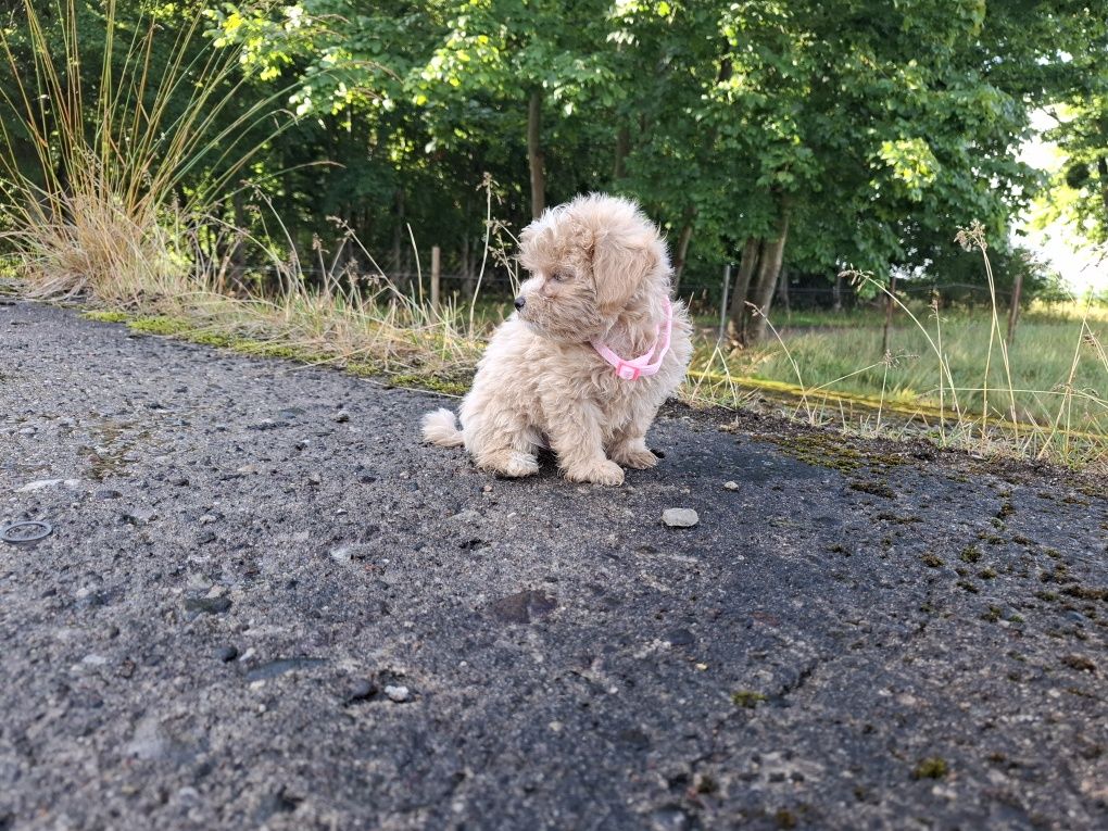 maltipoo szczeniak