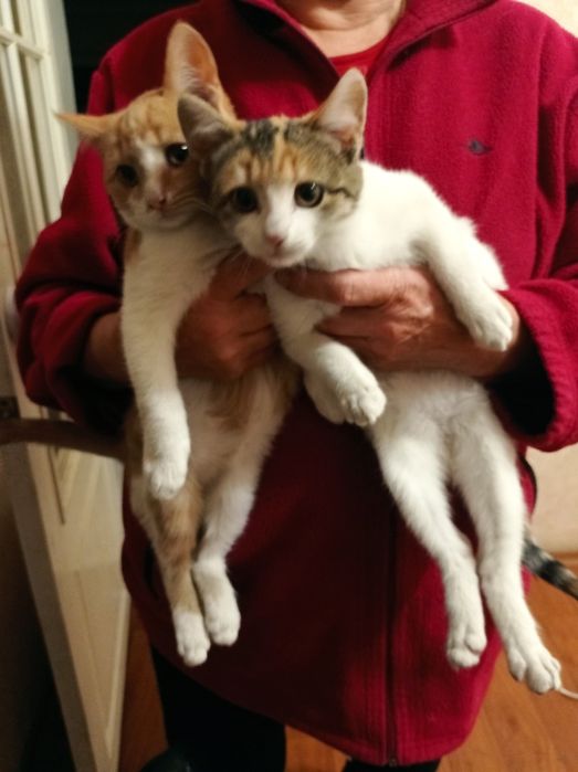 Котята в хорошие руки