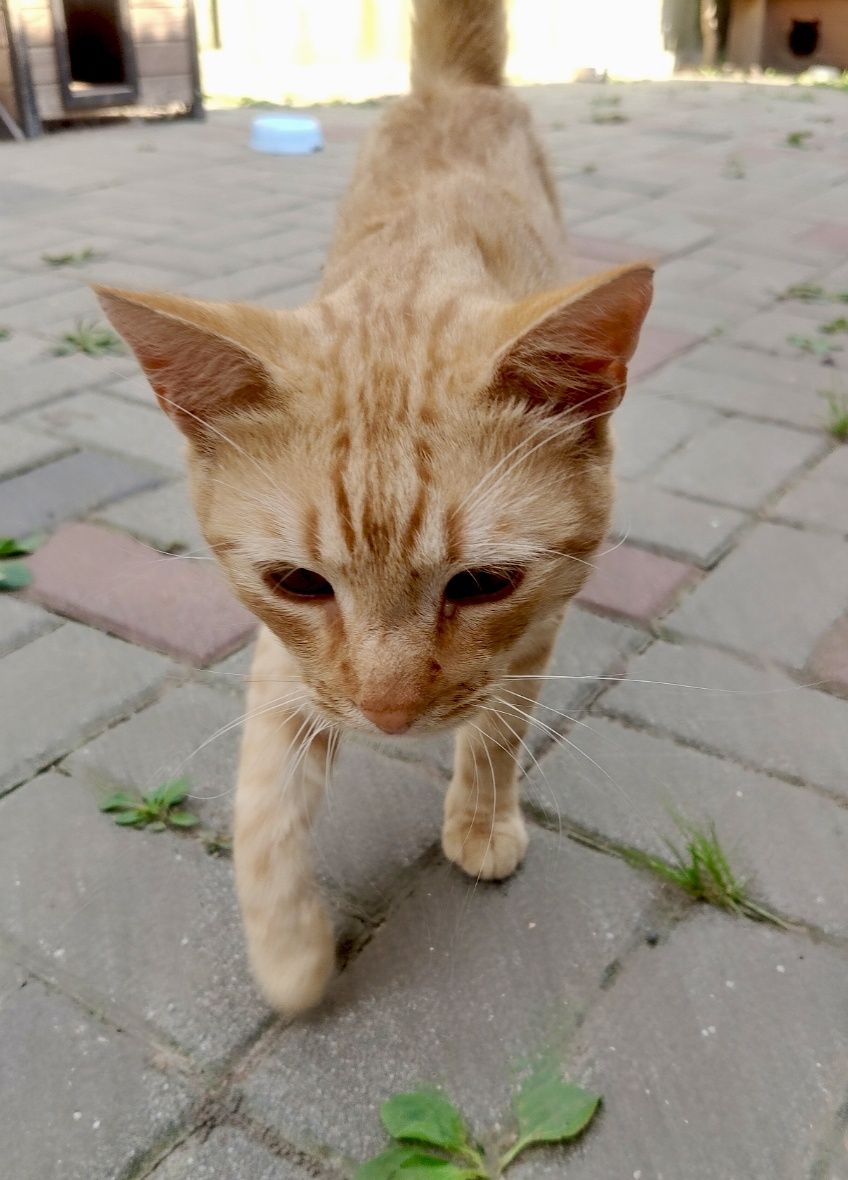 Rudolf gorąco poleca się do adopcji...
