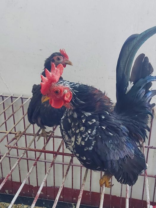 Seramy pary najmniejsze kury