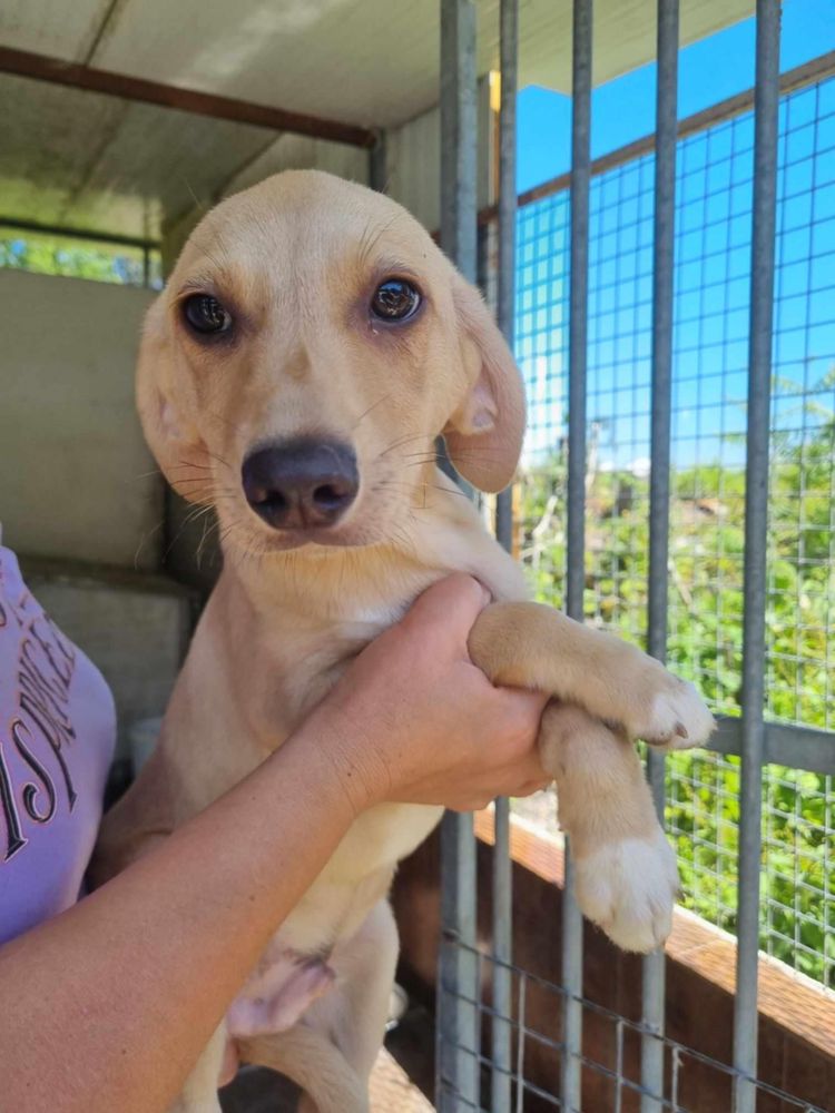 Bernie - 5 meses, porte médio (12-15kg)
