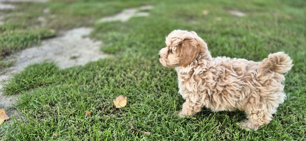Maltipoo piesek cudny