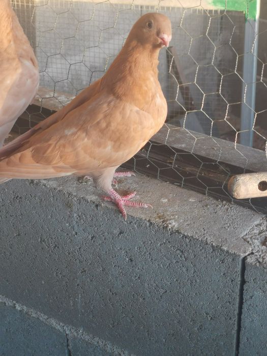 Pombo Mariolinha