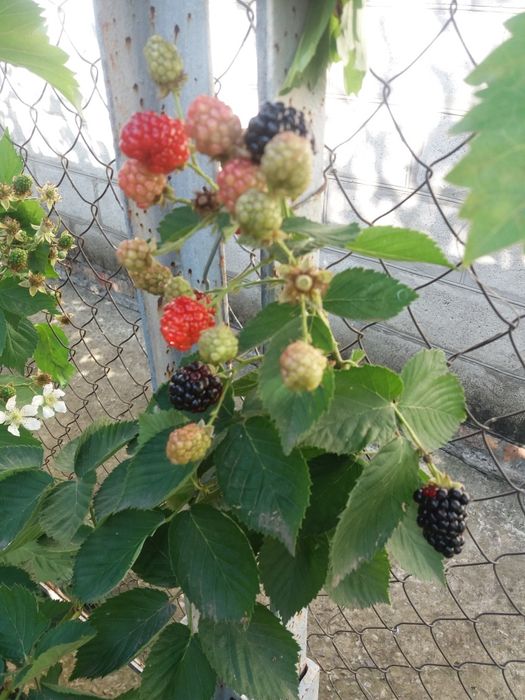 Ежевика Прайм Арк Фридом