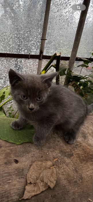 Віддам кошенят у хороші руки