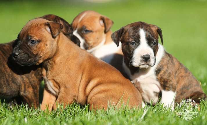 American Pit Bull  APBT , jedyne takie w Europie