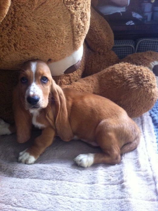 Basset hound urocza suczka   - REZERWACJA -