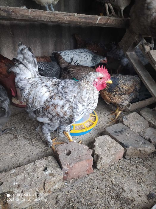 Домашнi курочки та п iвники