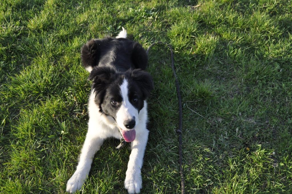 Border collie FCI