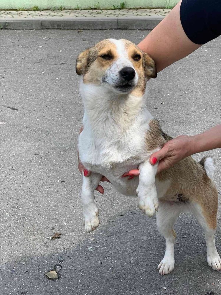 Собака, собачка, песик