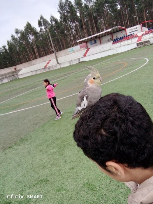 Catrruas criar na mão