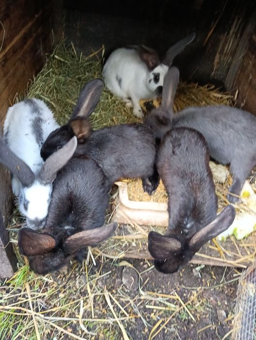 Króliki srokacz olbrzym niemiecki