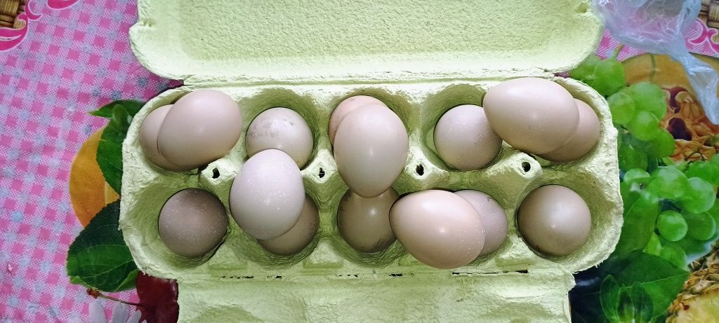Яйця мисливських фазанів