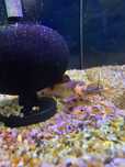 Sum Clarias batrachus