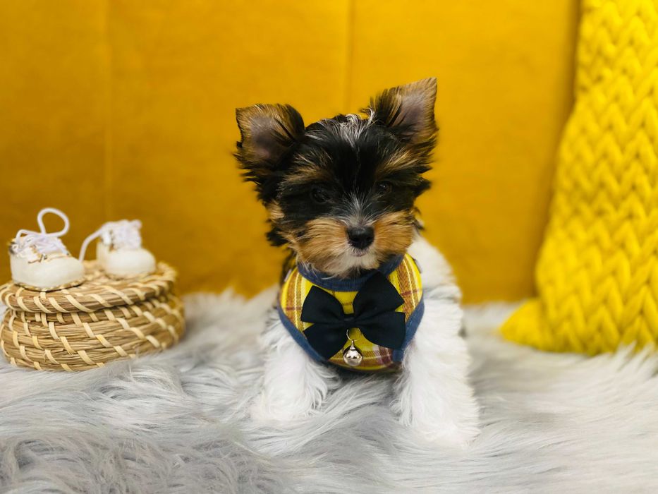 Biewer Yorkshire Terrier mini chłopczyk