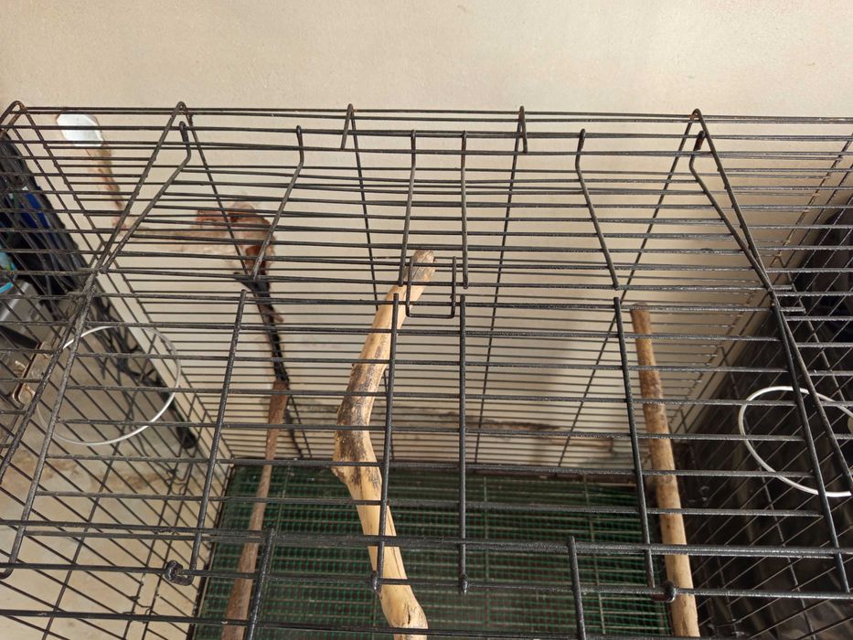 gaiola para aves bom estado de conservação