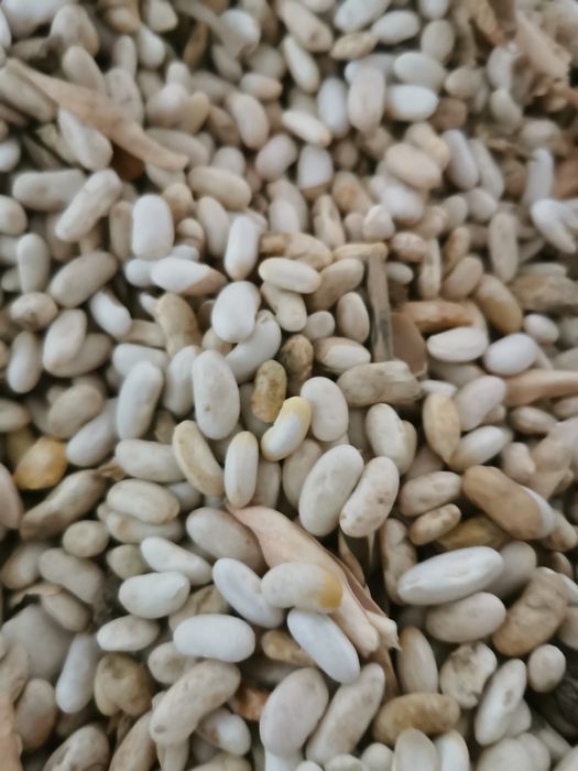 Odpady fasoli połówki