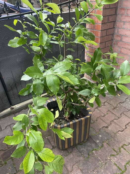 Kwiat cytryny duży