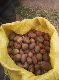 Ziemniaki sadzeniaki Denar Vineta