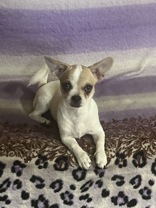 Продам девочку чихуахуа 4,5 месяца