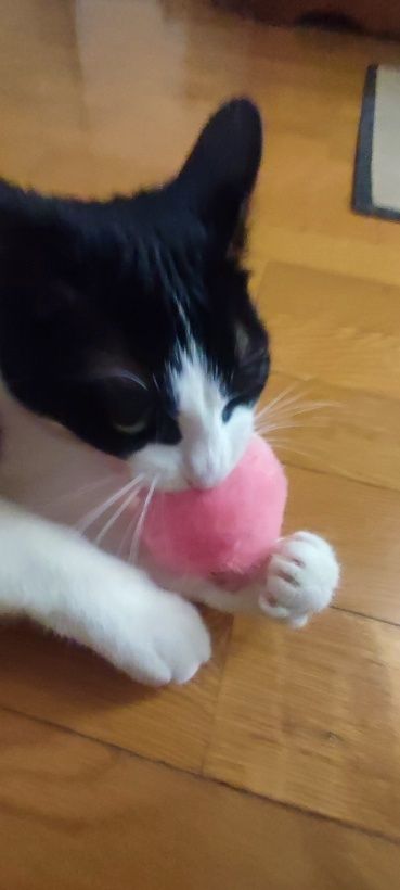 Интерактивная игрушка Chirping ball для кошек с озвучкой и мятой кошач