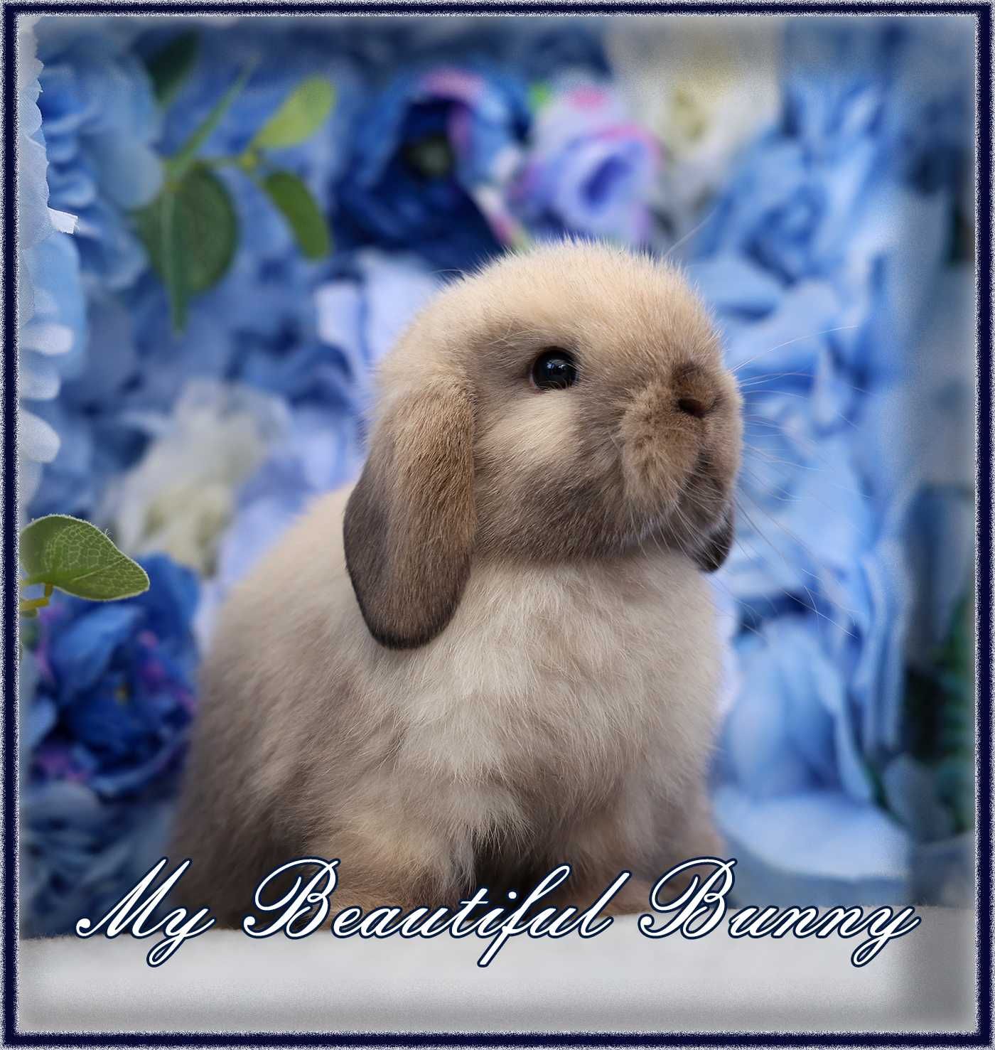Piękny Młody Królik Mini Lop - Cream