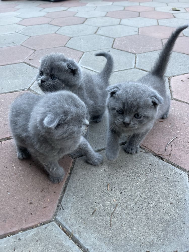 Шотландские вислоухие котята