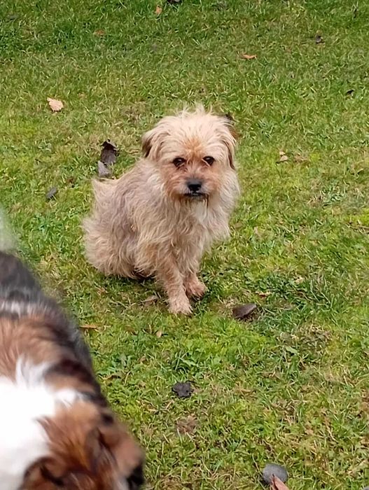 Teddy cudny psiak do adopcji