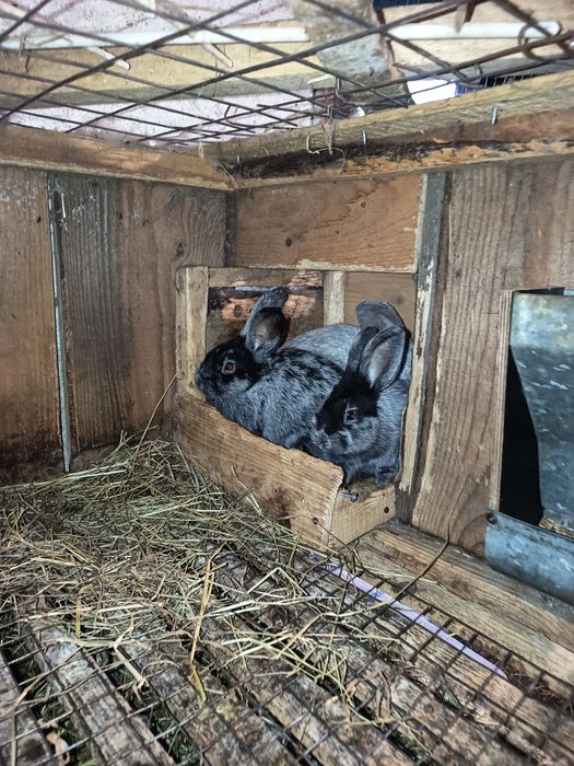 Продам кролики Європейське срібло, Шиншила радянська, та мішаної по