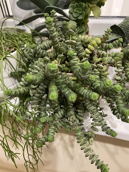 Красула,ехеверія,седум,сенецio,