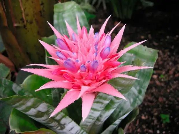 Ехмея полосата  вазон