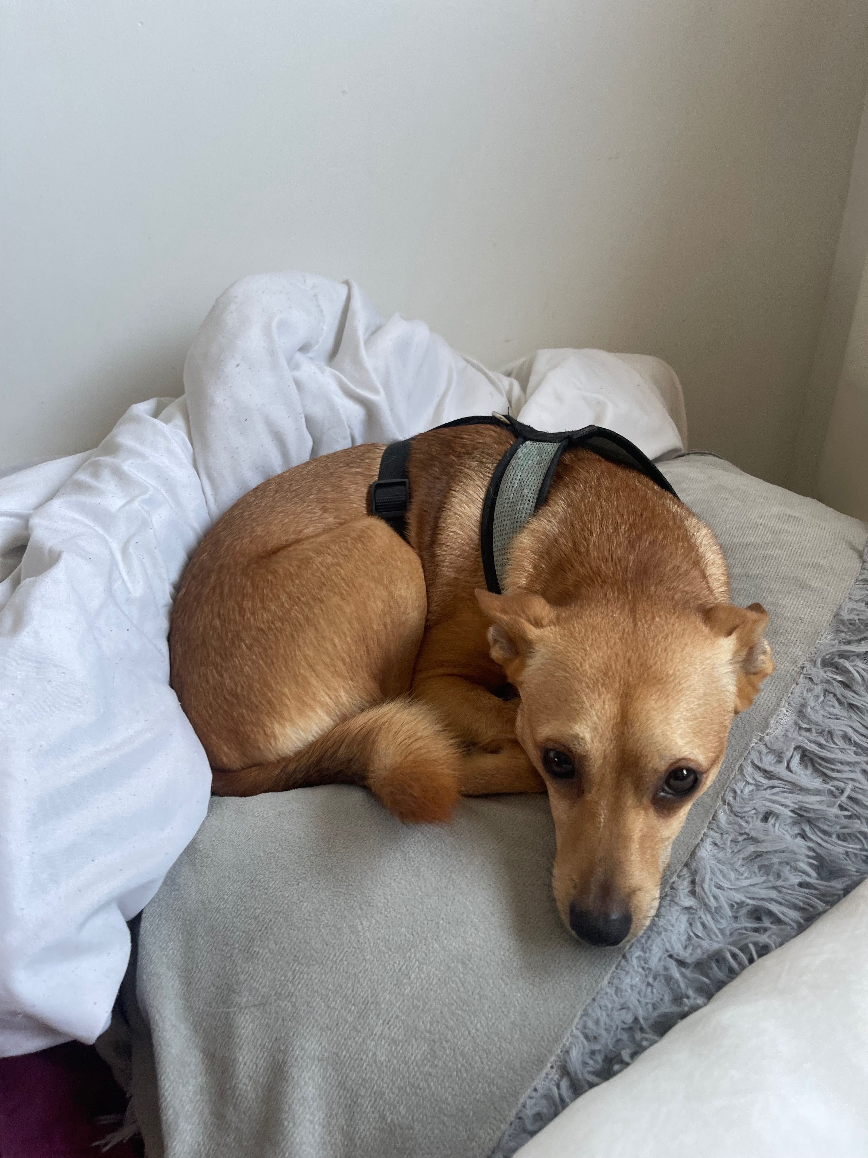 Eu passeio cães (ver en que cidades)