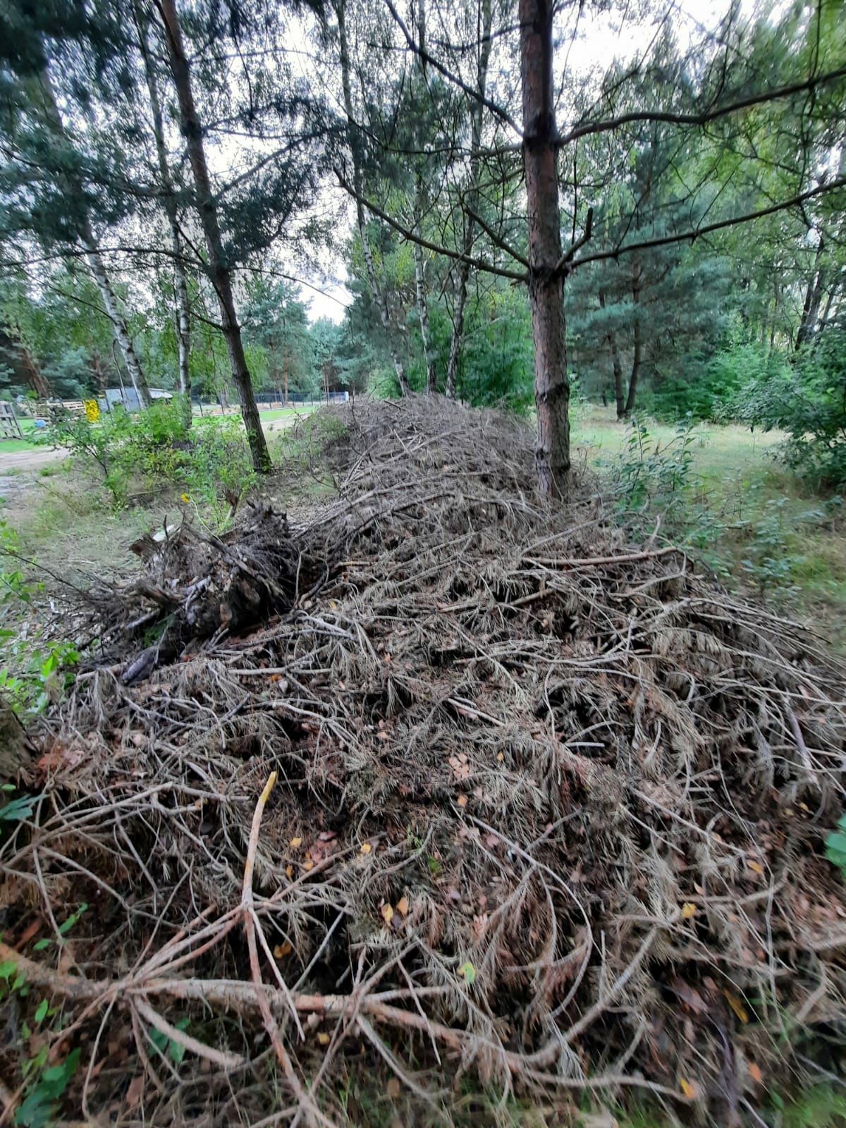 Gałęzie, suche gałęzie sosny