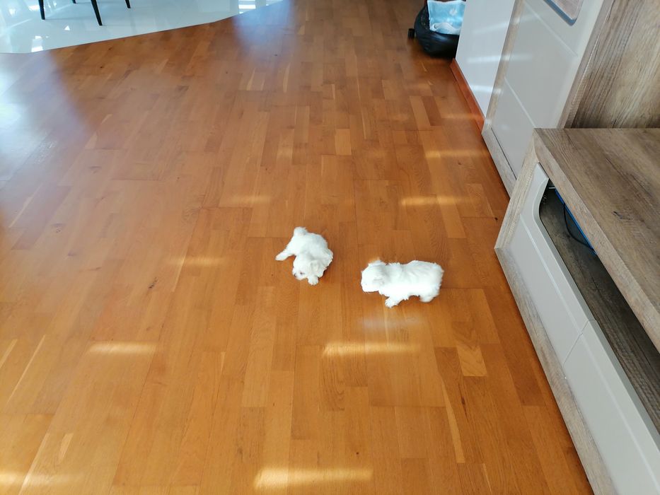 Maltańczyki śnieżnobiałe