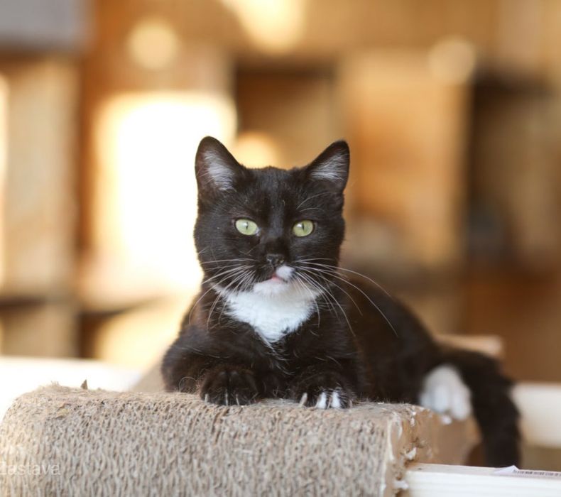 котуся Жан, котик 1 год, очень классный котенок