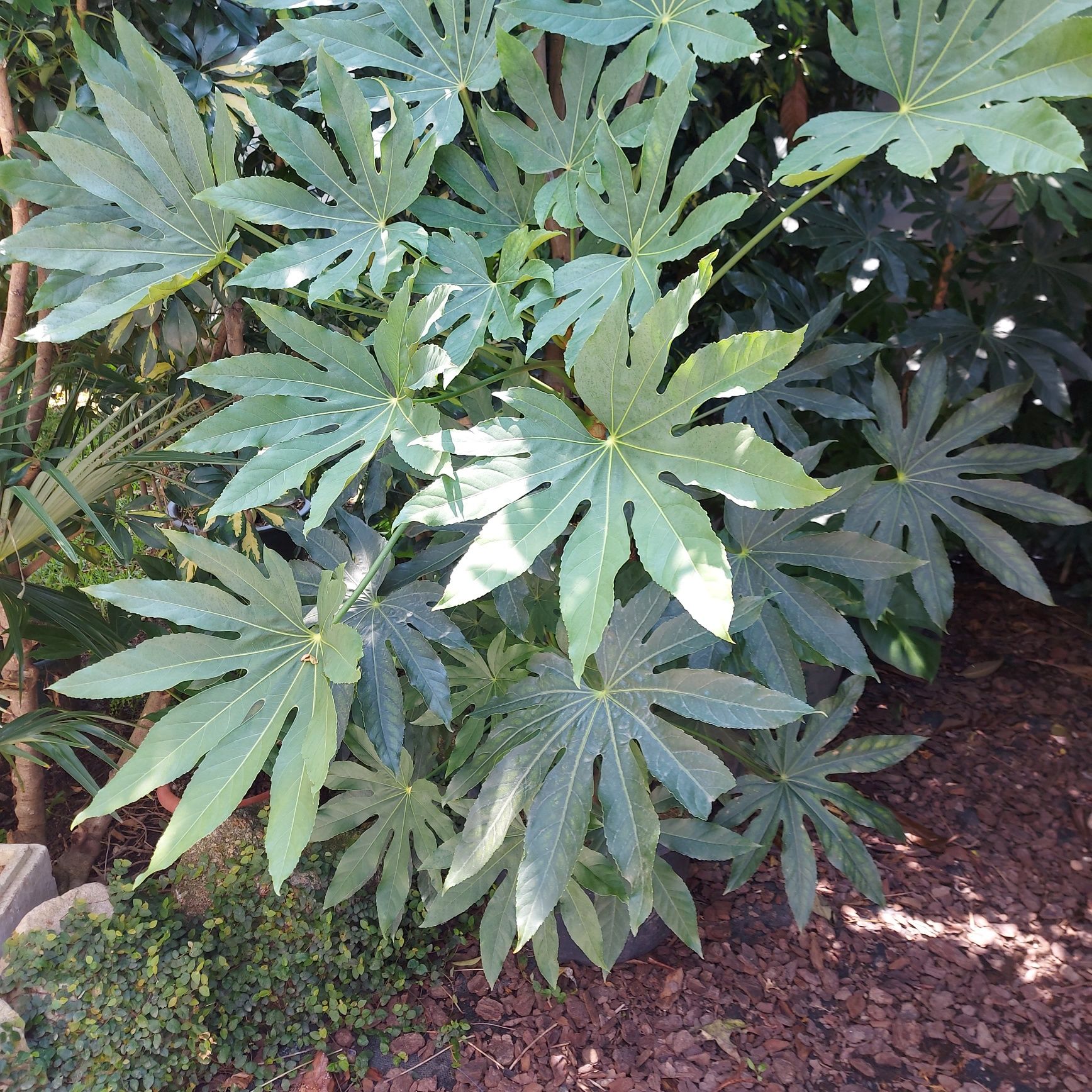 Planta  - Fatsia japonica