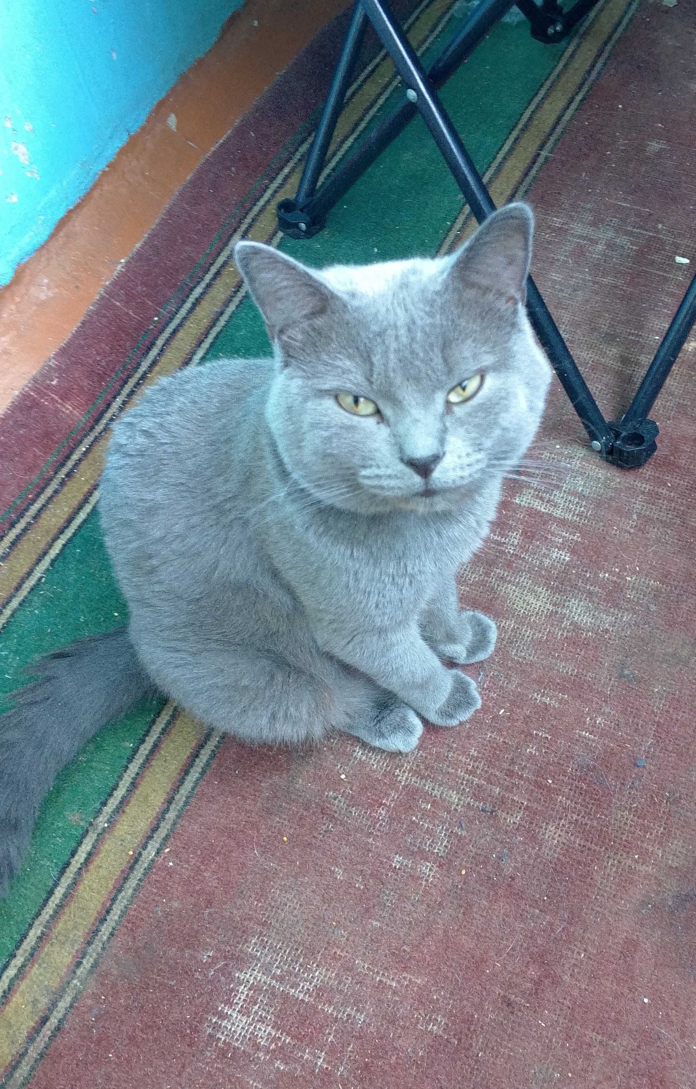 Отдаю БЕСПЛАТНО котят